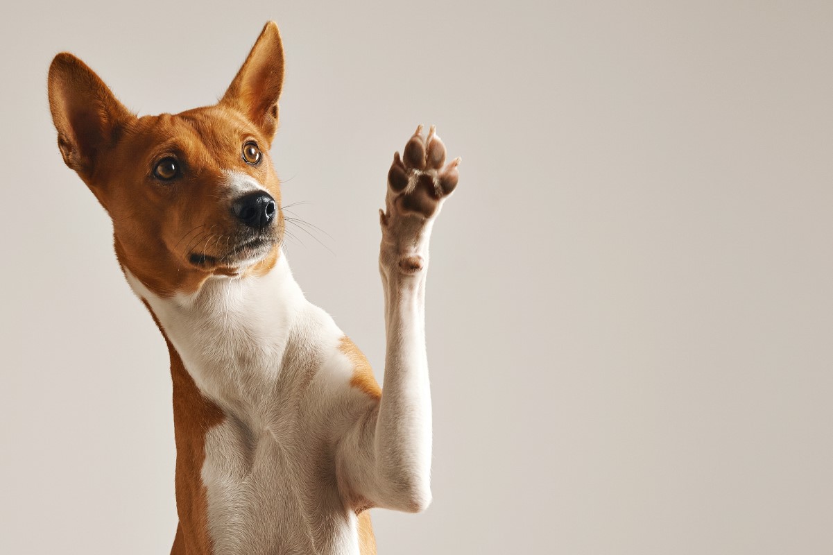 Pies dla alergika – 5 ras, które warto wziąć pod uwagę