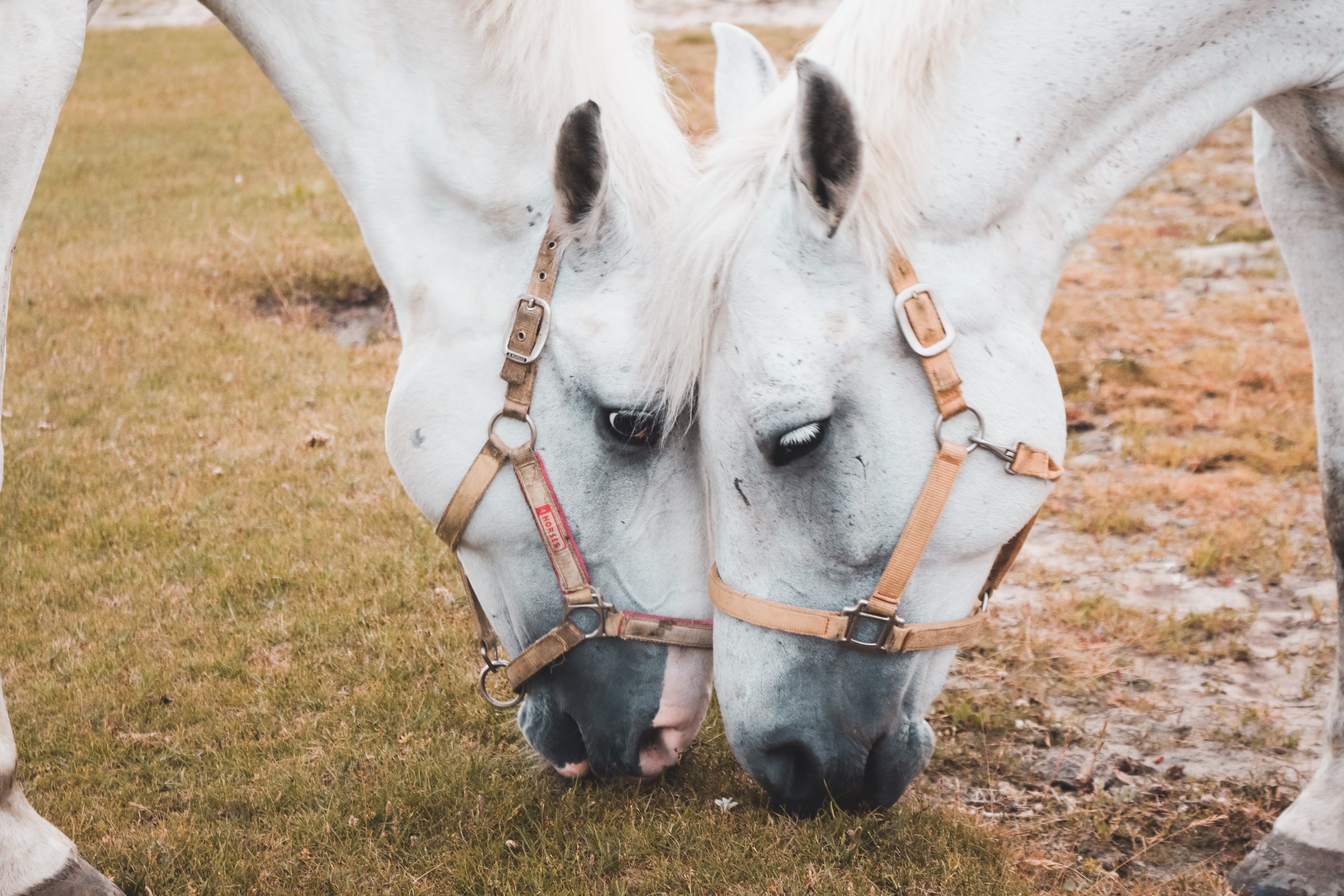 Na czym warto oprzeć żywienie koni?