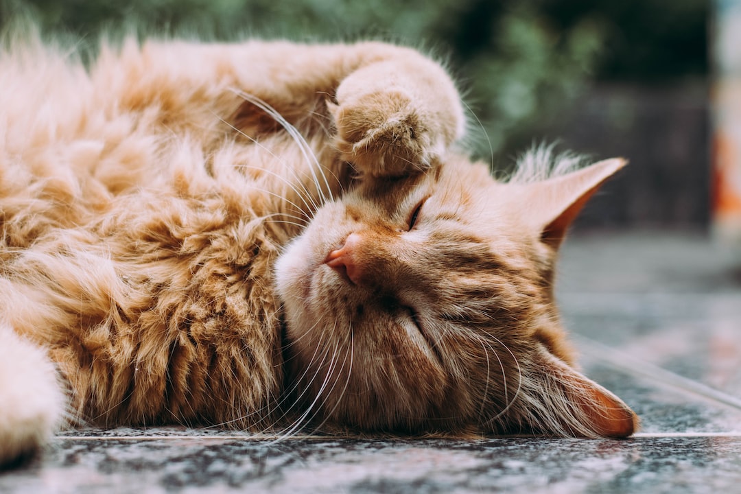 Kuwety i akcesoria kuwetowe – zapewnienie komfortu Twojemu kotu